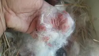 Продолжение.. Неожиданный Окрол. У Анастасии 9 крольчат.