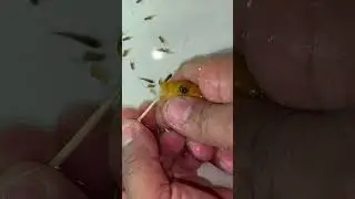 Orange cichlid Fish giving birth 💪🥰👍🙏 