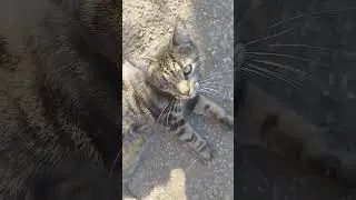 Стадо по утру на позитиве!