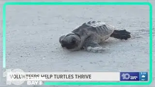 Early morning sea turtle discoveries excite volunteers