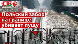 Польский забор на границе нанесет Беловежской пуще непоправимый урон