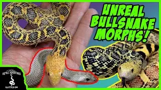 UNREAL BULLSNAKE MORPHS!