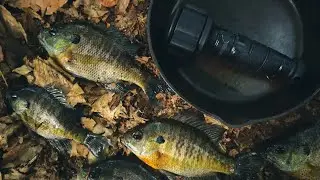 Ka Bar Handline Catch-N-Cook with Cast Iron & Oyster Mushrooms