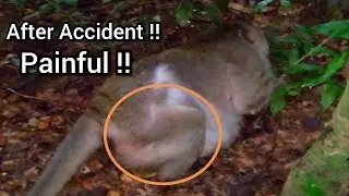 Very Sad News!,Adorable Monkey Carbzilar Got Accident,Carbzilar Broken Right Leg Very Hurt,Pity Carb