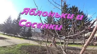 Яблоньки и Сосенки сейчас.