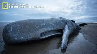 The fiercest confrontations with the sperm whale in the depths of the ocean - Documentary