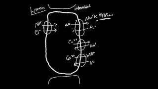 Thiazide Diuretics Made Simple