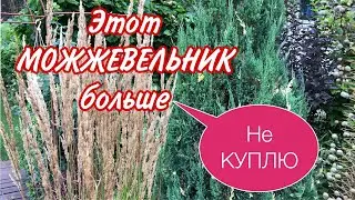 Можжевельник .Никогда НЕ ПОСАЖУ. Можжевельник Стрикта. Проблемный .