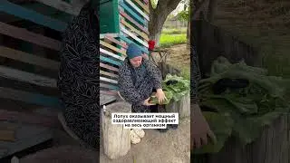 Про лопух