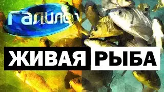 Галилео. Живая рыба 🐟 Fish