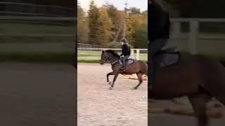 Horse TikTok! 🐴🤣🐎🥰