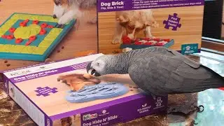 Worlds Smartest Parrot Tries Puzzles?