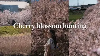 A Very Successful Cherry Blossom Hunting Day 🌸  — Japan Photography Vlog