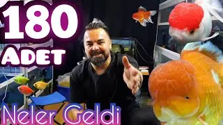 Yeni GELEN TÜRLER ve BİLGİ Paylaşım !!!