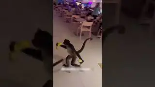 Monkeys raid hotel buffet for bananas 🤣