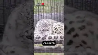 Снежный Барс. Большая Кошка с Хвостом во Рту 😸