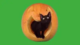 cat halloween