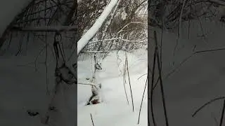 соболь