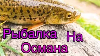 КЛАСНАЯ РЫБАЛКА НА ОСМАНА !! РЫБАЛКА В ГОРАХ !!!