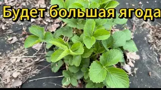 Чем подкормить клубнику в мае. Важная подкормка для большой и сочной ягоды. #клубника