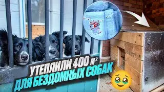 Тепло для лап: утепление будок для собак в приюте 