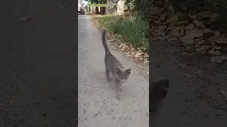 Какой милый котёнок встретился на улице 🐈🚶‍♂️😻