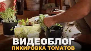 ВИДЕОБЛОГ: Пикировка томатов! Советы, рекомендации и просто разговоры о жизни.