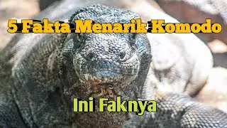 5 Fakta unik hewan komodo berikut penjelasannya