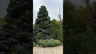 Преображение композиции у крыльца.