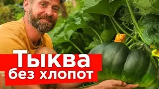 ОГРОМНЫЙ УРОЖАЙ ТЫКВЫ БЕЗ ПОДКОРМОК И ПОЛИВОВ! Как вырастить сладкие и крупные тыквы без ухода