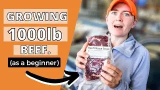 I GREW 1000lb OF GRASS-FED BEEF (AS A BEGINNER) // How to raise feeder steers for meat as a beginner