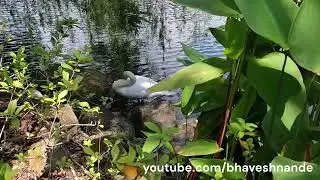 Swan at Singapore Botanic Gardens