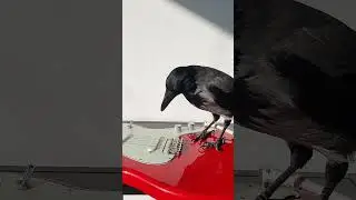 Crow Plays Electric Guitar - Pet 