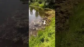 Весь в тине)