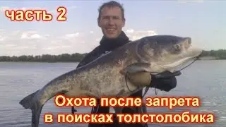 Подводная ОХОТА ПОСЛЕ ЗАПРЕТА, часть 2 !!! В поисках ТОЛСТОЛОБИКА!!! Низовья реки Волга!