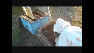 Как пересадить рой из ловушки в улей