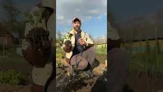 ПОСАДКА КЛУБНИКИ ВЕСНОЙ. Урожай уже этим летом!