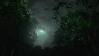 Звуки ночного леса.Это ужасно и прекрасно!