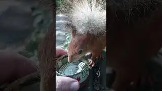 Напоил белку с шикарным хвостом / I watered a squirrel with a gorgeous tail