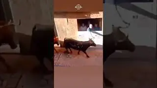 El poder de un toro enfurecido