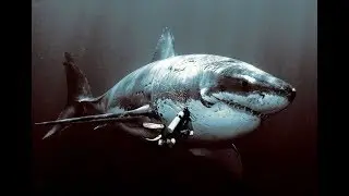 Biggest Caught Sharks in History