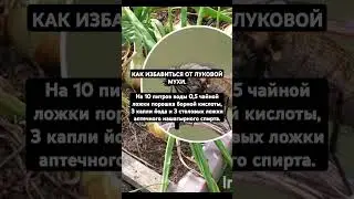 КАК ИЗБАВИТЬСЯ ОТ ЛУКОВОЙ МУХИ.