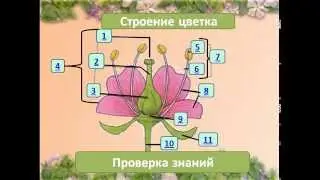 Строение цветка