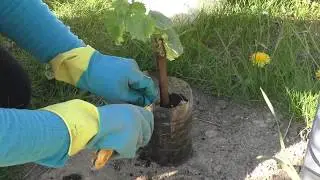 Посадка саженцев винограда в открытый грунт