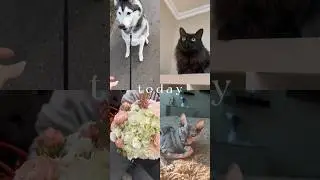 А у вас есть животные? Сколько? Кто? Сколько лет? Кличка? 