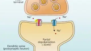 AMPA and NMDA Receptors