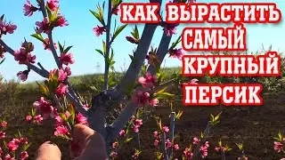 Секреты выращивания КРУПНОГО персика  / the secret of growing large peaches