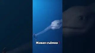 Видео доказывающее что разумная подводная жизнь существует!