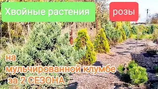 Хвойные растения розы на клумбе