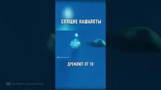 Вот Как СПЯТ КИТЫ #shorts